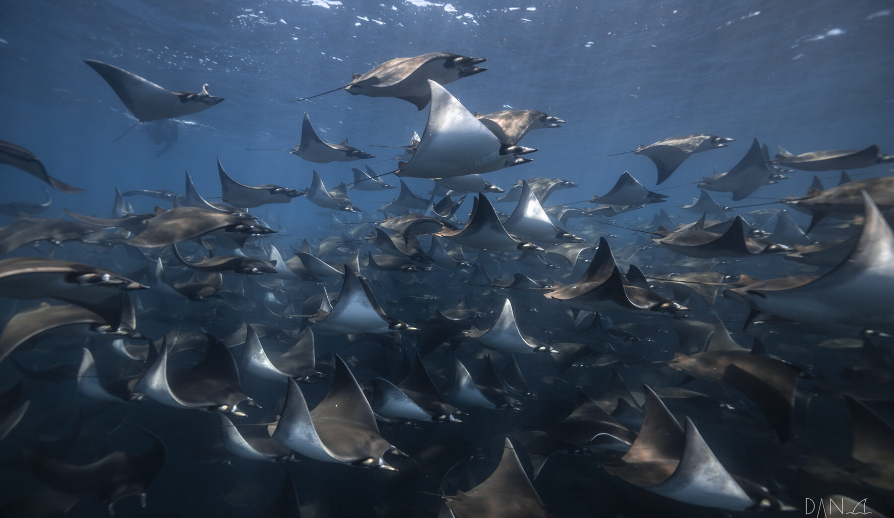 Mobulus Migration Freediving Retreats & Trips | Freediving Central