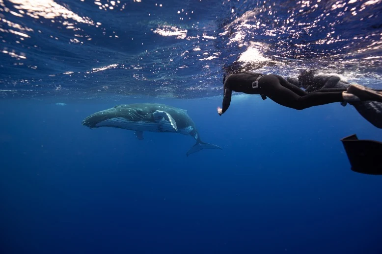 Why EUA Island is the best place in the world to swim with humpback whales 1 freediver-eye-level-with-humpback-whale