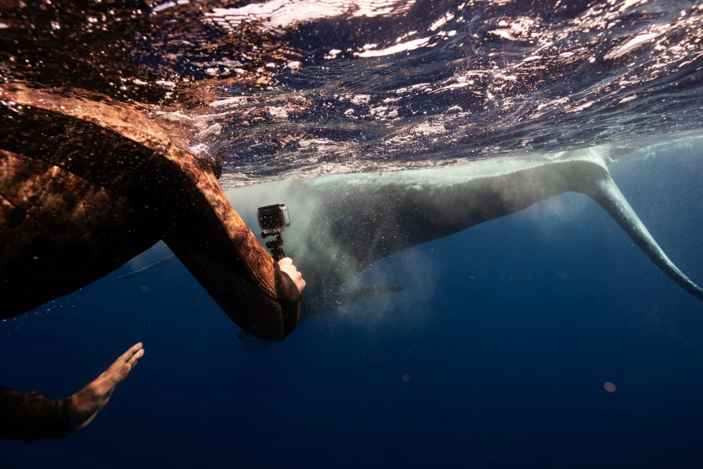 freediver-filming-humpback-at-surface