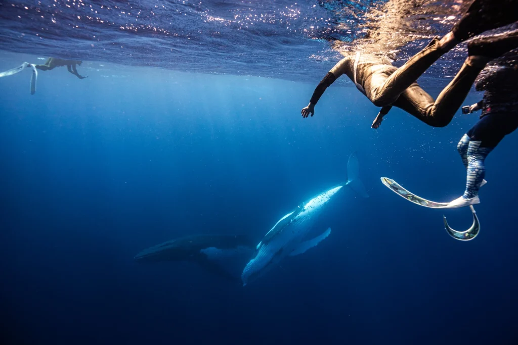 freedivers-above-humpback-whales