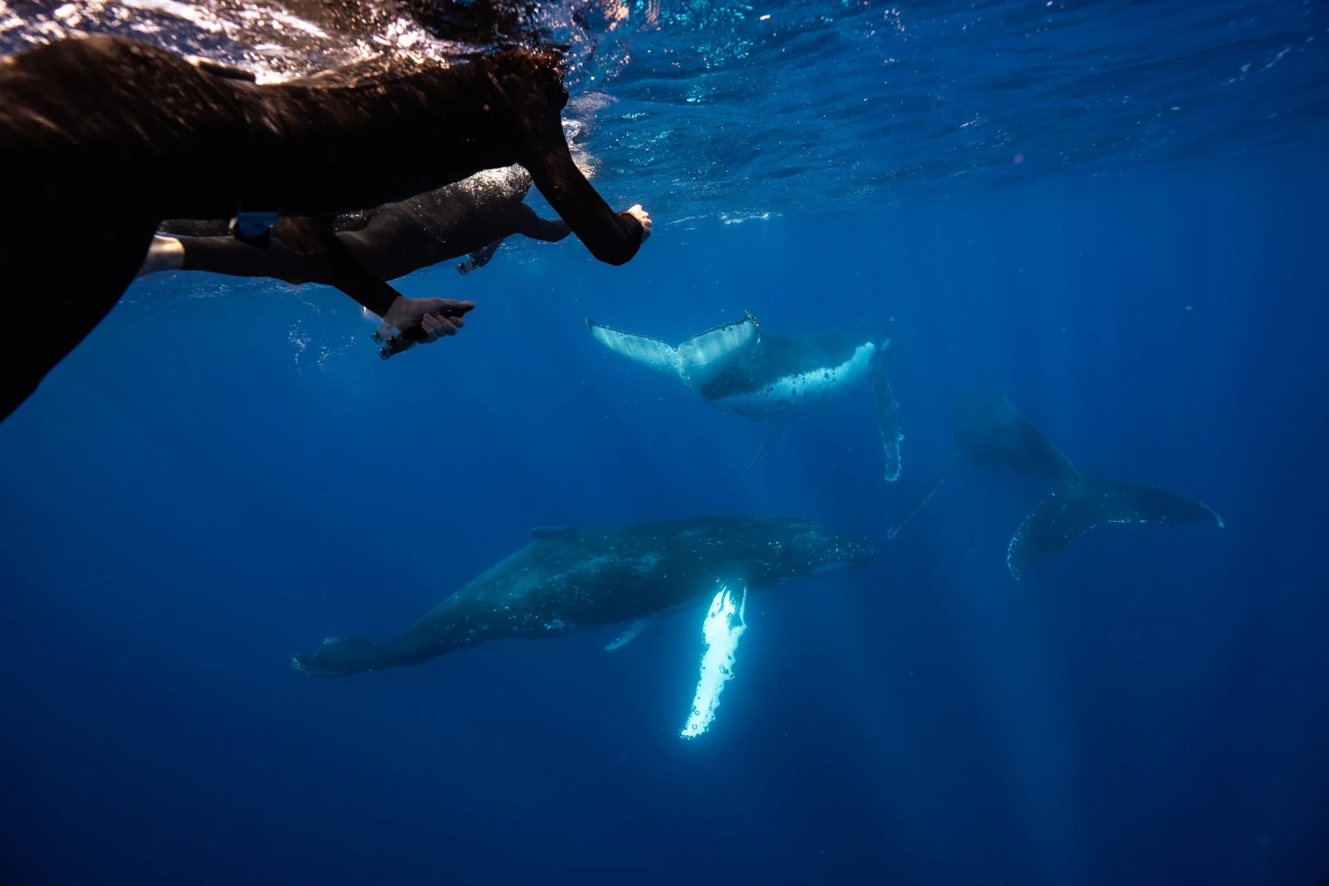 freedivers-watching-humpback-pod