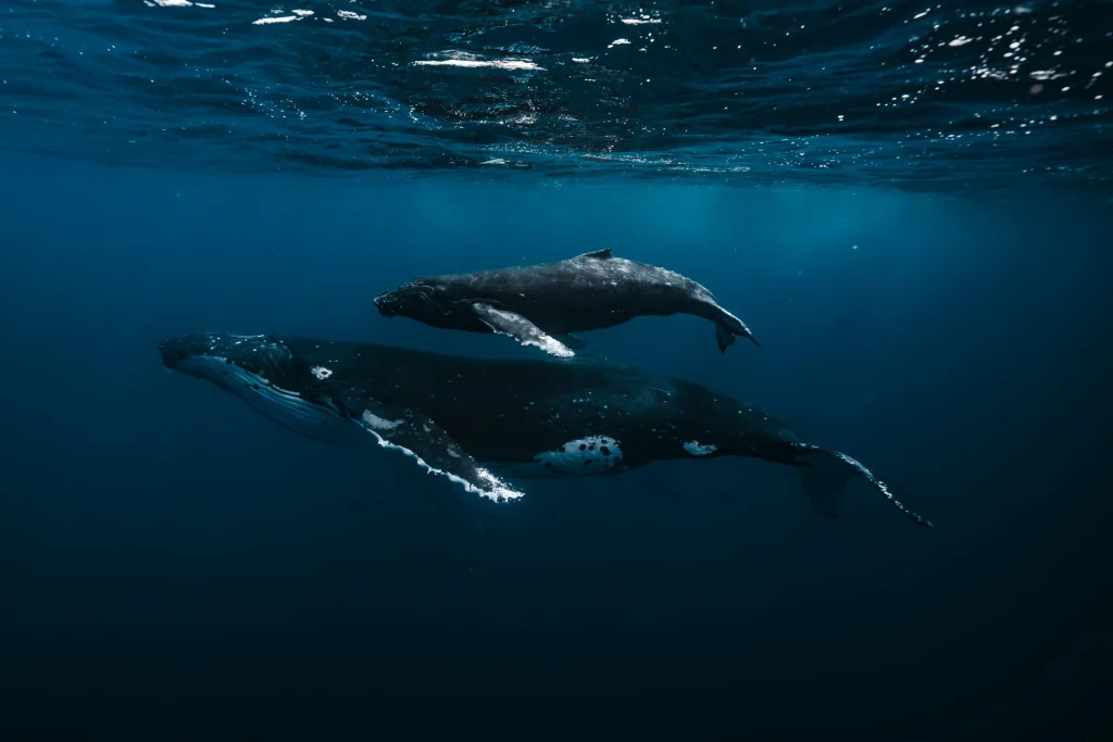 humpback-calf-above-mother-dark-ocean