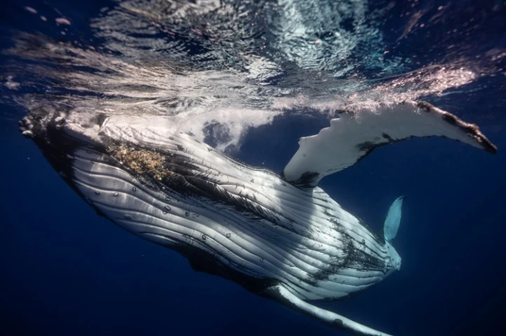 humpback-whale-belly-up-pectoral-fin