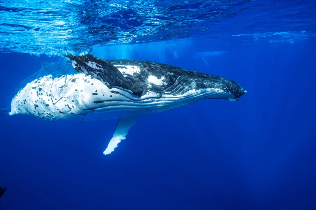 Why EUA Island is the best place in the world to swim with humpback whales 3 humpback-whale-close-pass-bright-blue-water