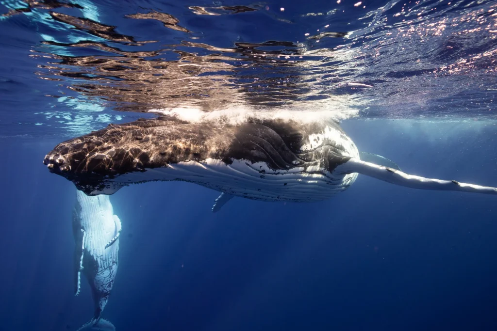 Why EUA Island is the best place in the world to swim with humpback whales 2 humpback-whale-surfacing-light-reflections