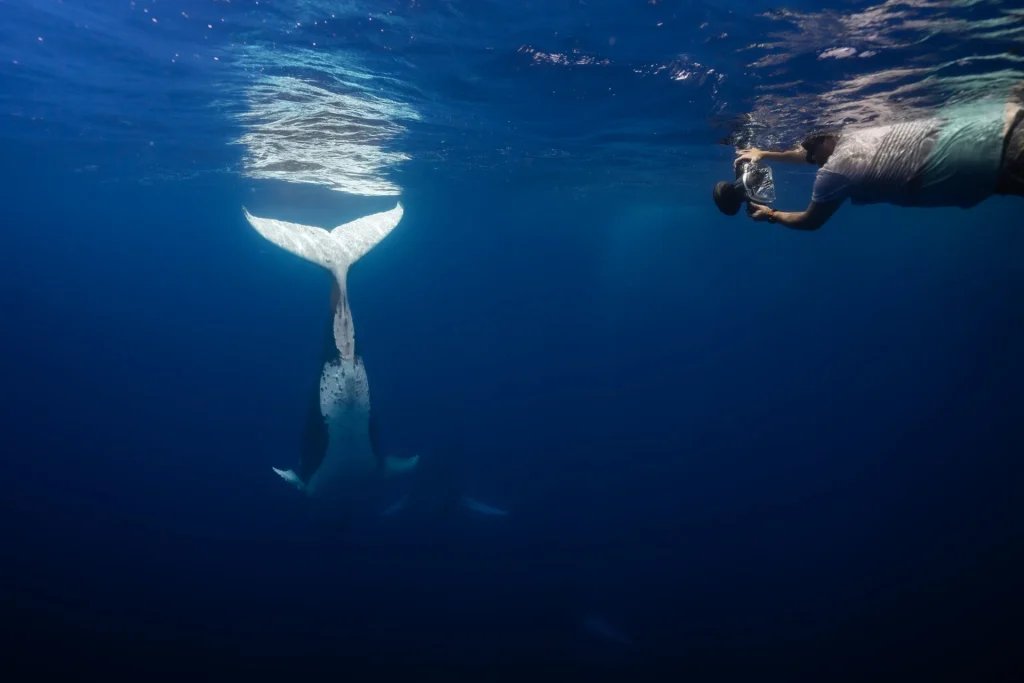 Why EUA Island is the best place in the world to swim with humpback whales 5 photographer-filming-diving-humpback-tail