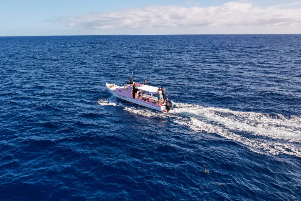Why EUA Island is the best place in the world to swim with humpback whales 4 whale-swim-boat-searching-for-whales